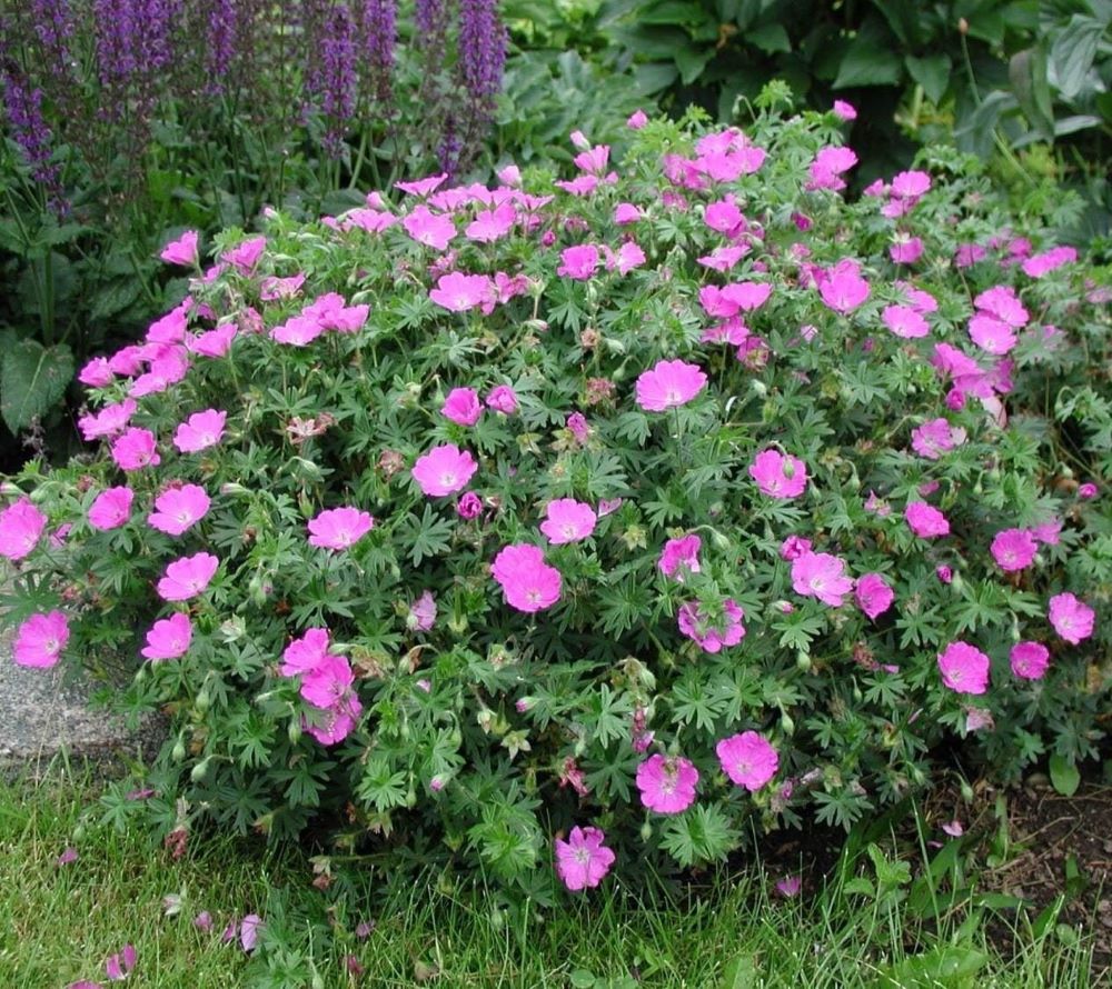 Piros gólyaorr (Geranium sanguineum 'Max Frei')