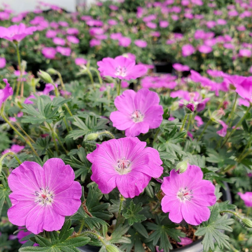 Piros gólyaorr (Geranium sanguineum 'Max Frei')