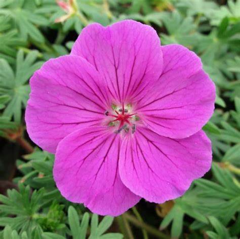 Gólyaorr (Geranium 'Tiny Monster')