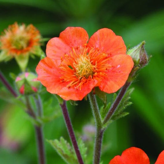 Gyömbérgyökér (Geum coccineum 'Tosai')