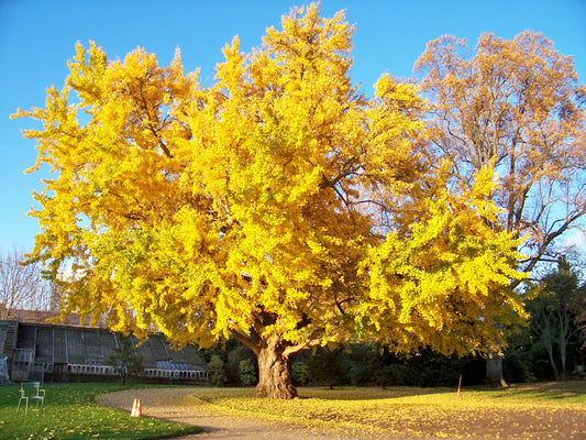 Páfrányfenyő (Ginkgo biloba)