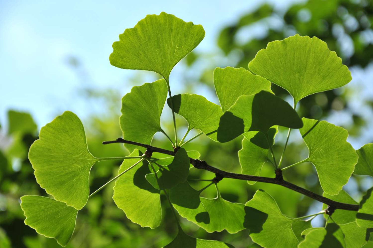 Páfrányfenyő (Ginkgo biloba)