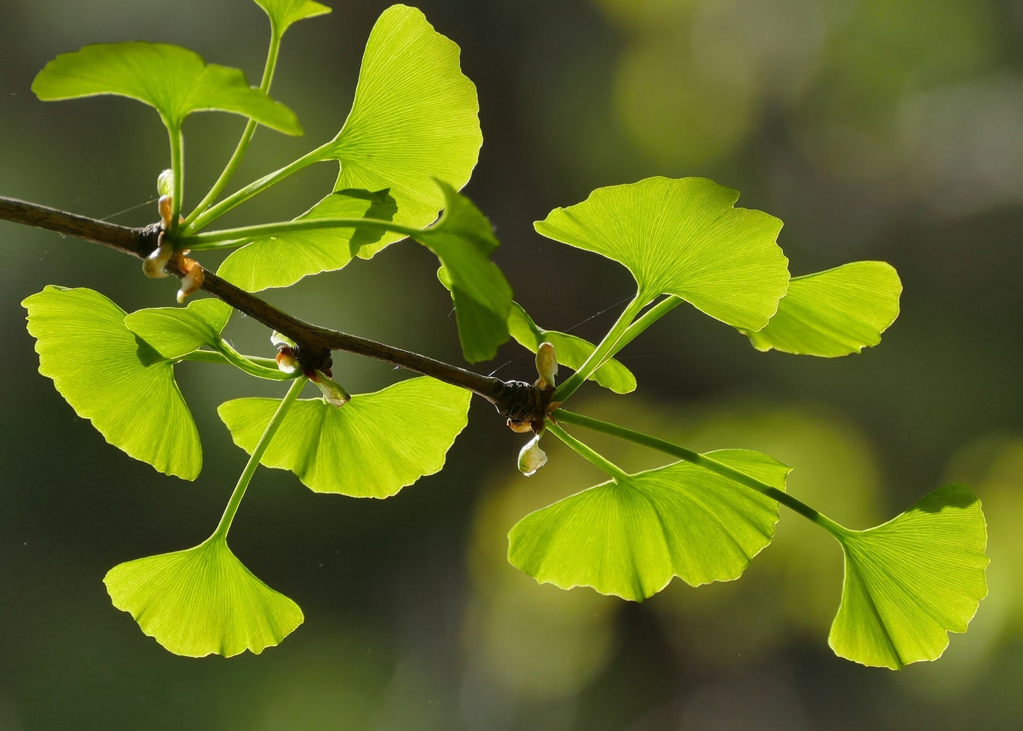 Páfrányfenyő (Ginkgo biloba)