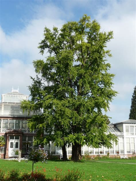 Páfrányfenyő (Ginkgo biloba)