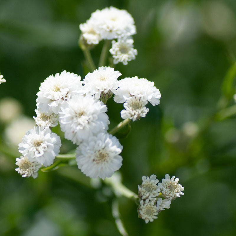 Buglyos fátyolvirág (Gypsophila paniculata 'Bristol Fairy')