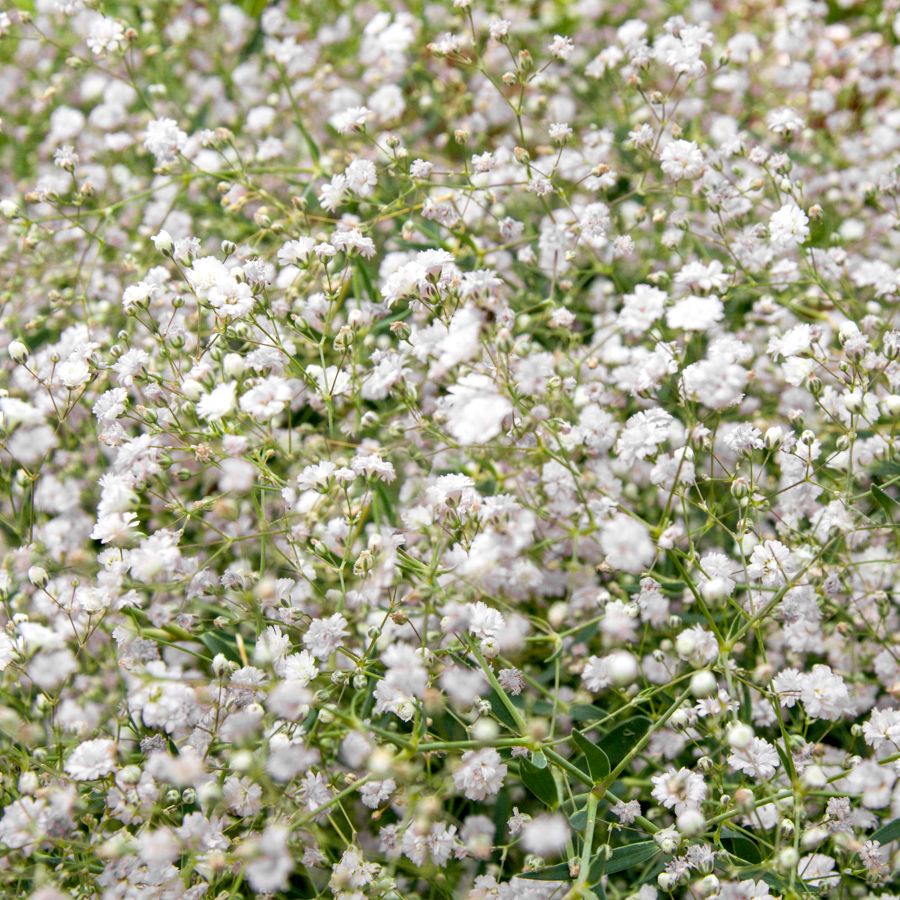 Buglyos fátyolvirág (Gypsophila paniculata 'Bristol Fairy')