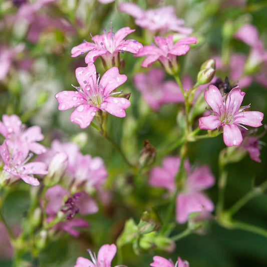 Havasi fátyolvirág (Gypsophila repens 'Filou Rose')