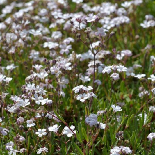 Havasi fátyolvirág (Gypsophila repens 'Filou White')