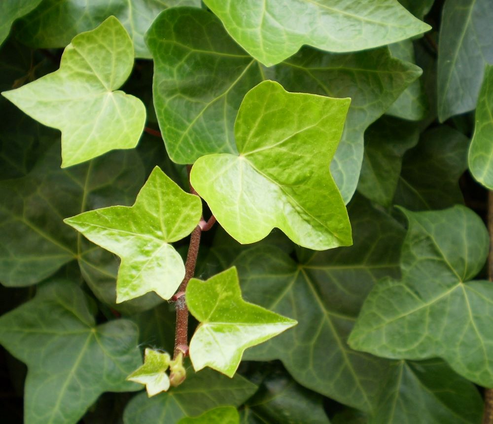 Közönséges borostyán (Hedera helix)