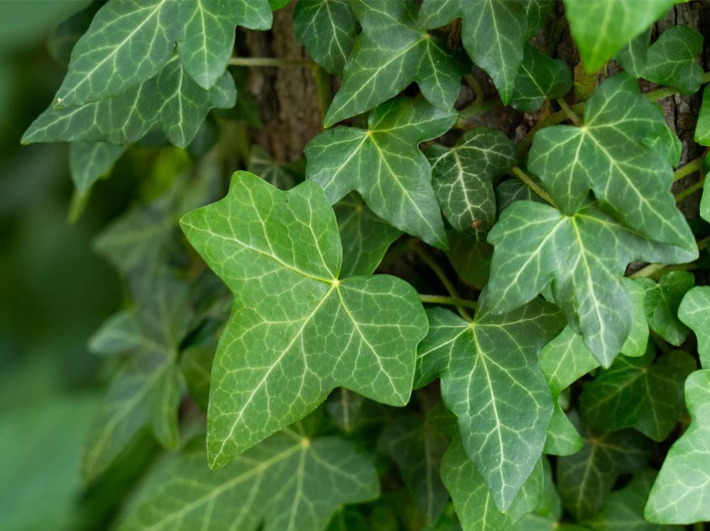 Közönséges borostyán (Hedera helix)