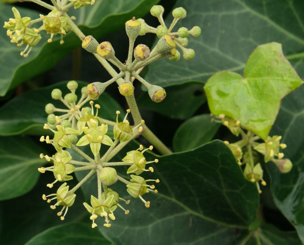 Közönséges borostyán (Hedera helix)