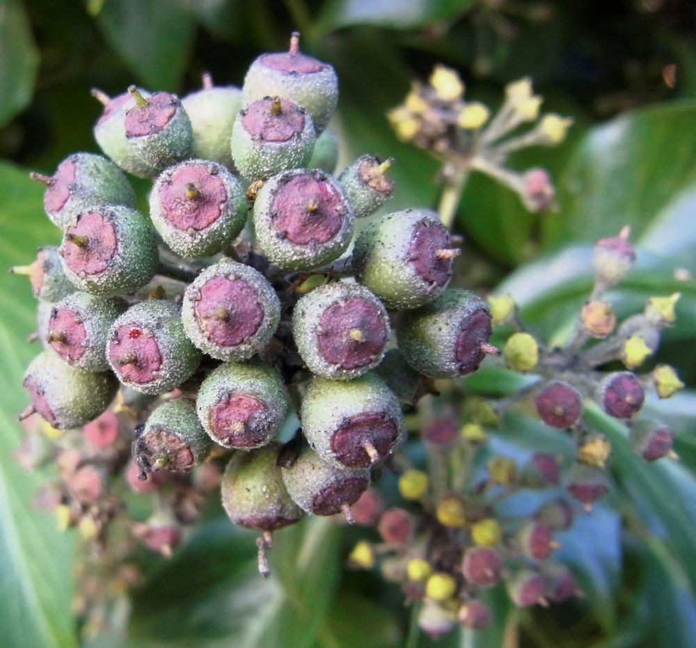 Közönséges borostyán (Hedera helix)