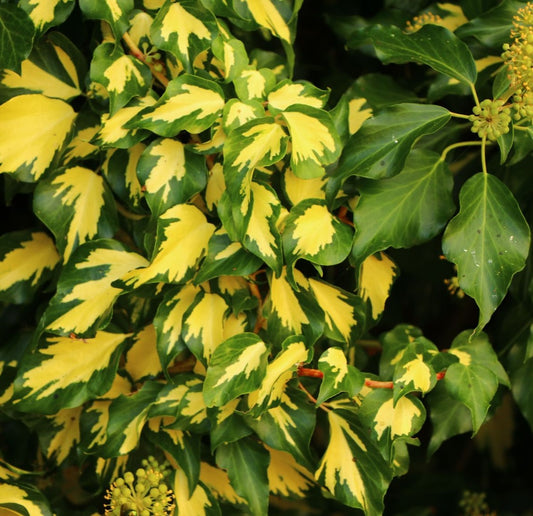 Közönséges borostyán (Hedera helix 'Gold Heart')