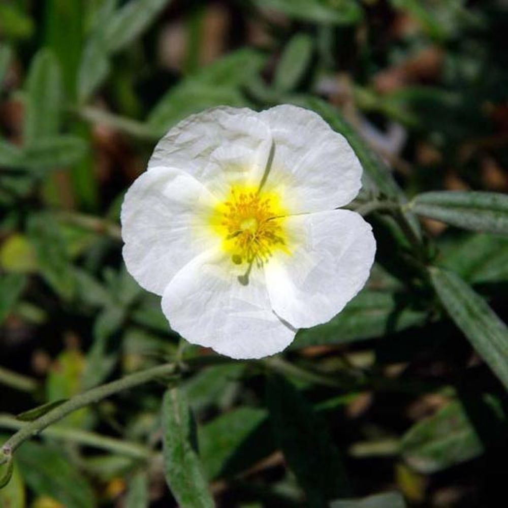 Napvirág (Helianthemum 'Snow Queen/The Bride')