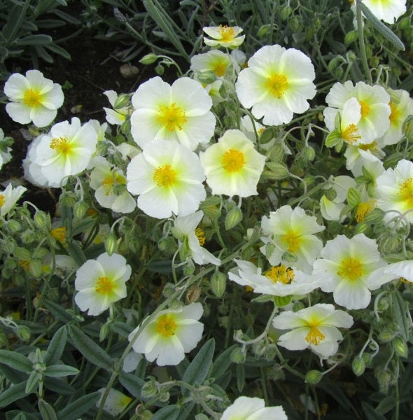 Napvirág (Helianthemum 'Snow Queen/The Bride')