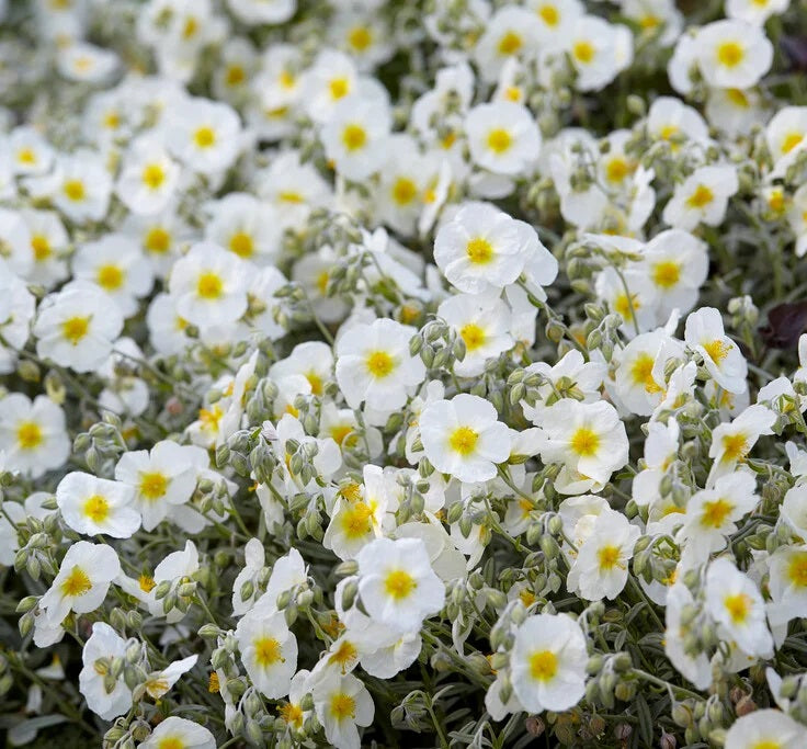 Napvirág (Helianthemum 'Snow Queen/The Bride')