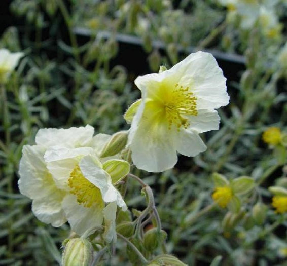 Napvirág (Helianthemum 'Snow Queen/The Bride')