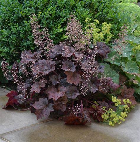 Tűzeső (Heuchera micrantha 'Palace Purple')