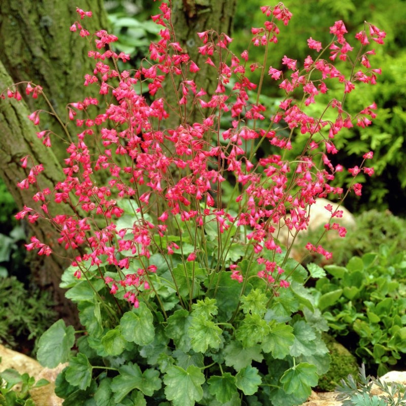 Tűzeső (Heuchera sanguinea 'Leuchtkäfer')