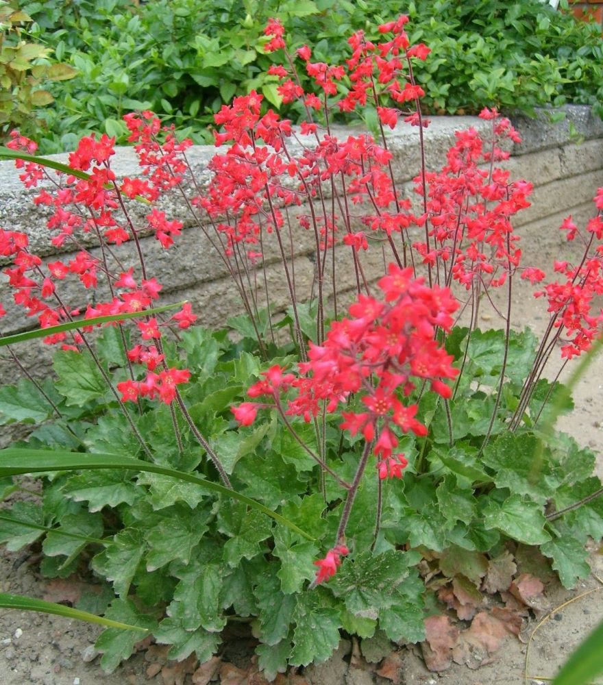 Tűzeső (Heuchera sanguinea 'Leuchtkäfer')