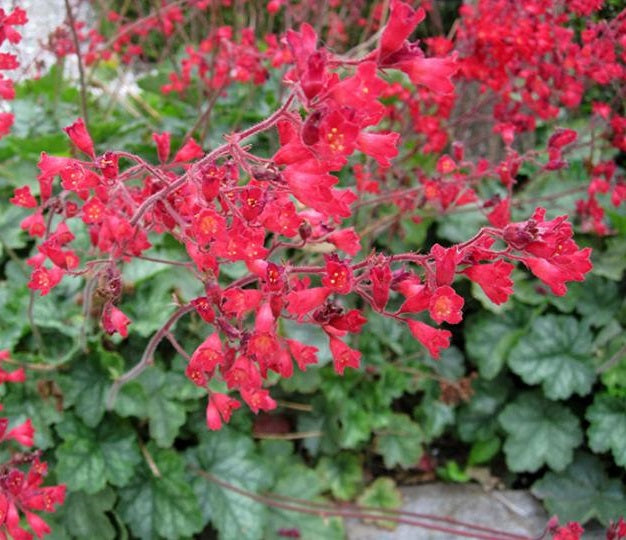 Tűzeső (Heuchera sanguinea 'Leuchtkäfer')