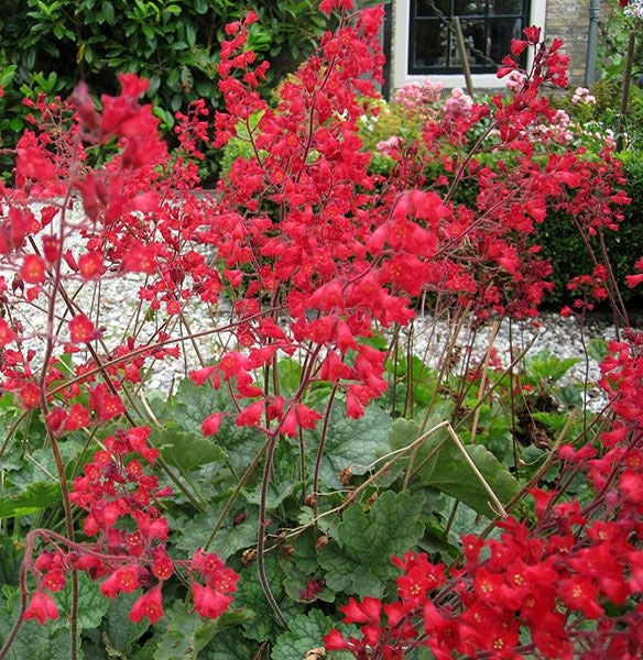 Tűzeső (Heuchera sanguinea 'Leuchtkäfer')