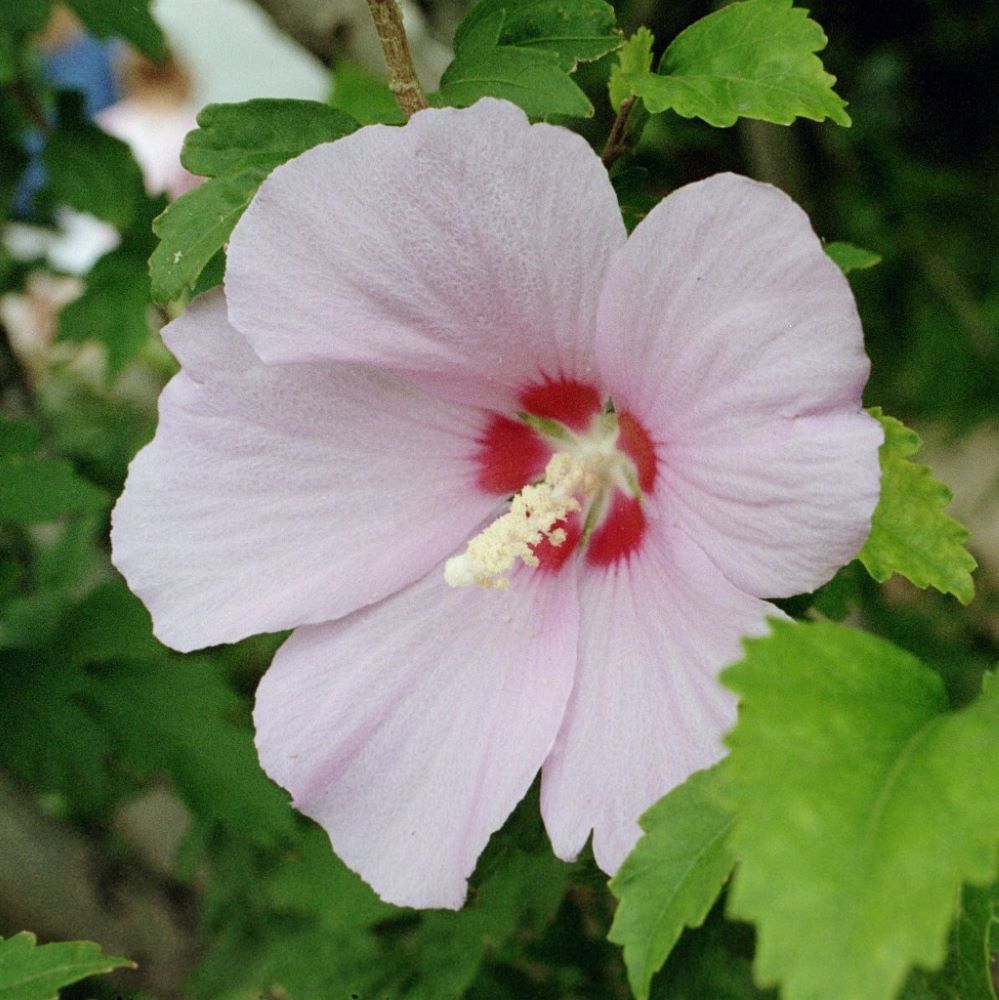 Mályvacserje (Hibiscus syriacus)