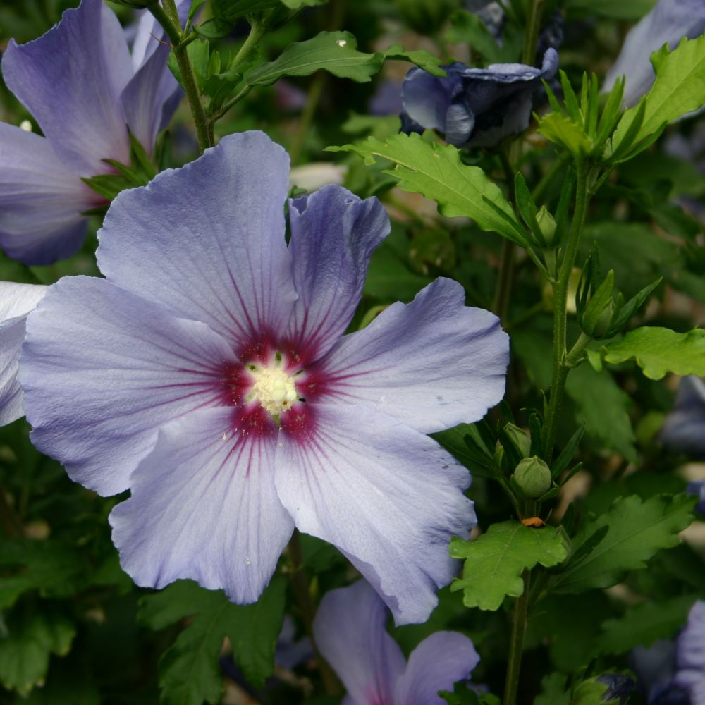 Mályvacserje (Hibiscus syriacus)