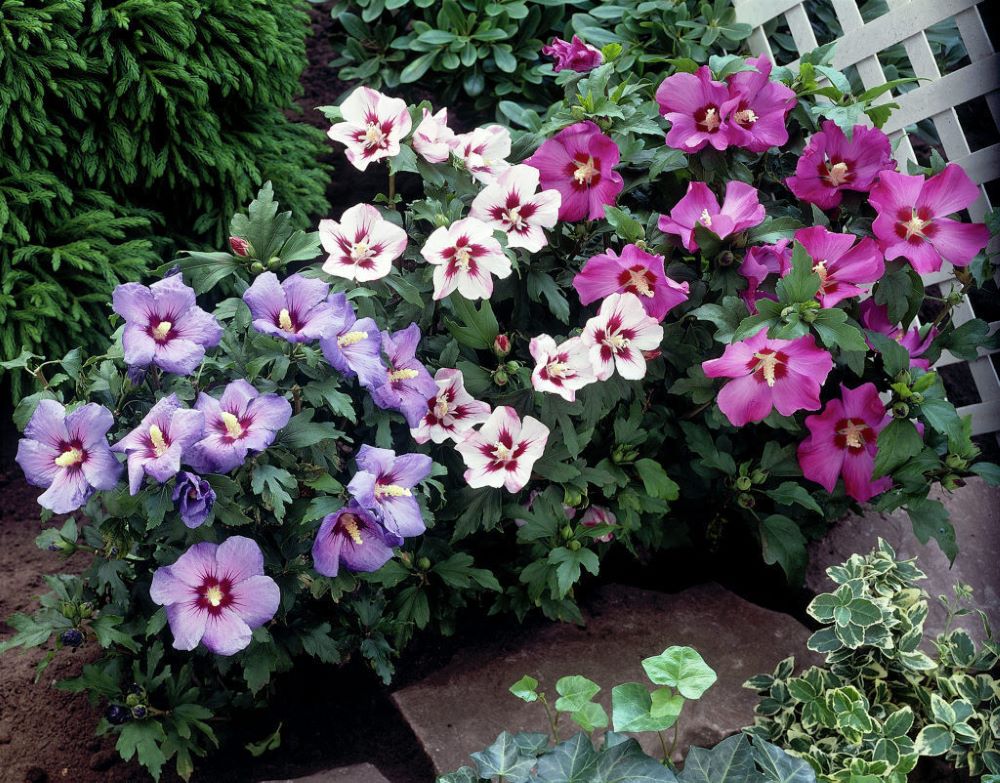 Mályvacserje (Hibiscus syriacus)