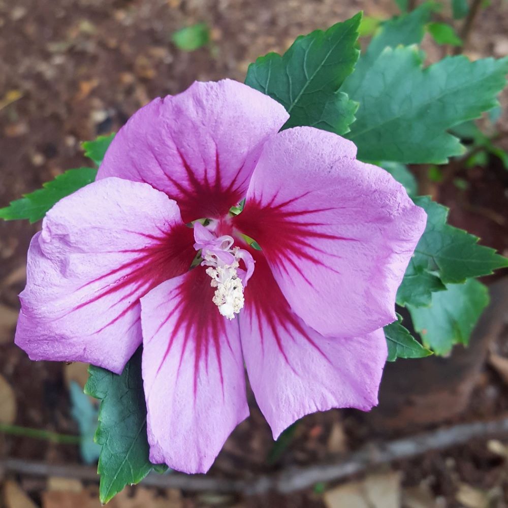 Mályvacserje (Hibiscus syriacus)