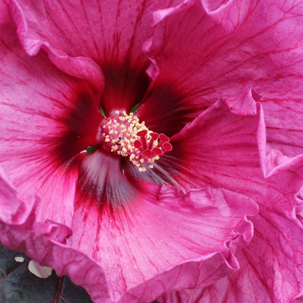 Mocsári hibiszkusz (Hibiscus moscheutos Summerific® 'Berry Awesome')