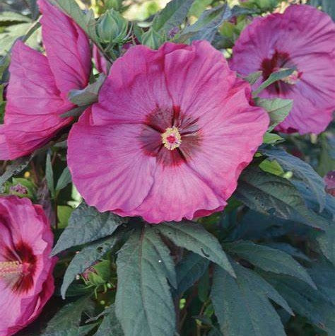 Mocsári hibiszkusz (Hibiscus moscheutos Summerific® 'Berry Awesome')