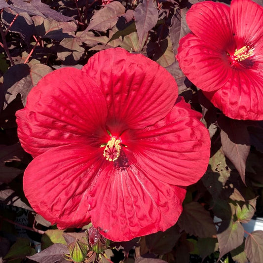 Mocsári hibiszkusz (Hibiscus moscheutos Summerific® 'Holy Grail')
