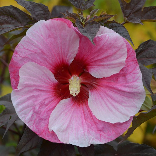 Mocsári hibiszkusz (Hibiscus moscheutos Summerific® 'Perfect Storm')