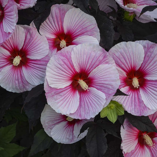 Mocsári hibiszkusz (Hibiscus moscheutos Summerific® 'Starry Starry Night')