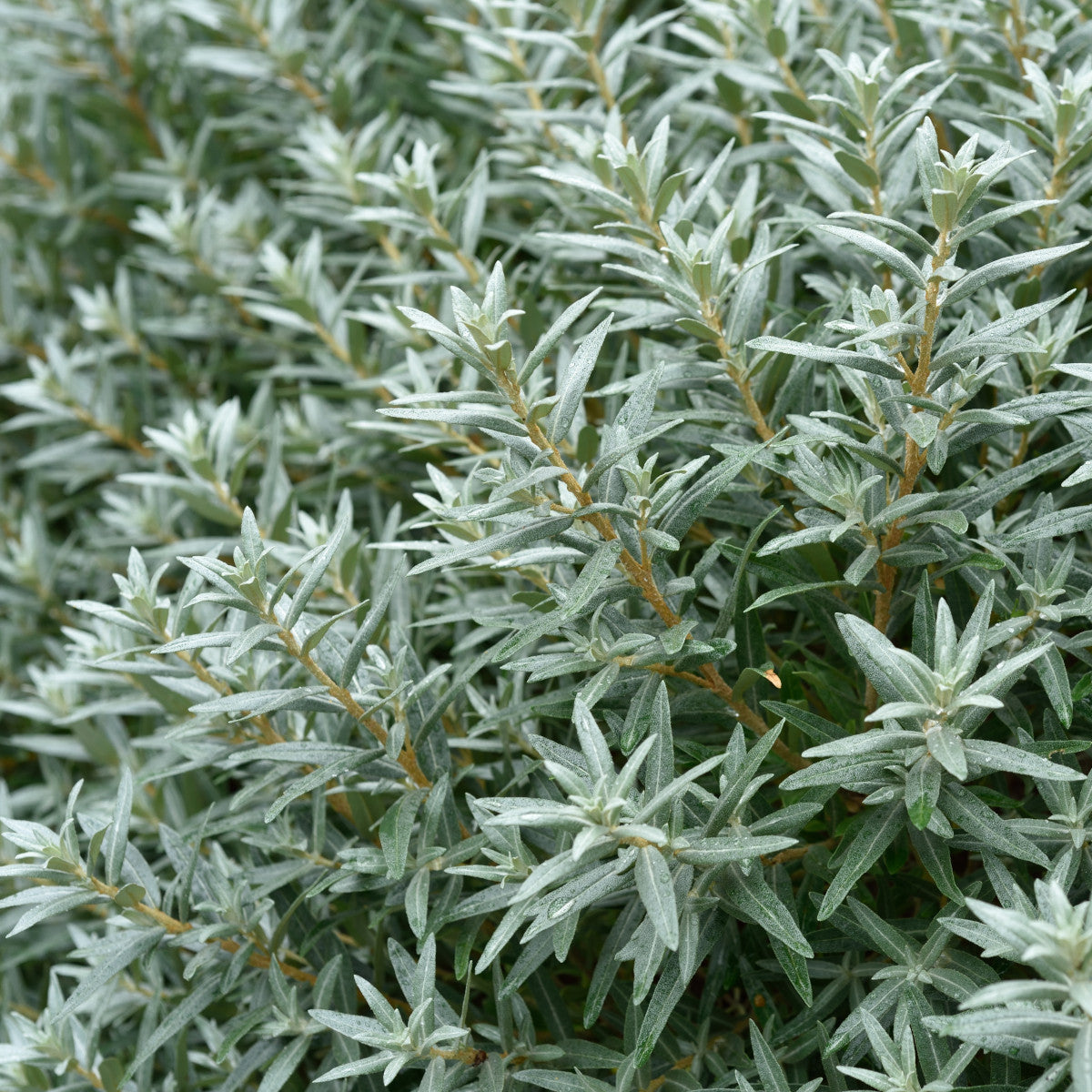 Gömb alakú homoktövis, porzós (Hippophae rhamniodes 'Hikul')