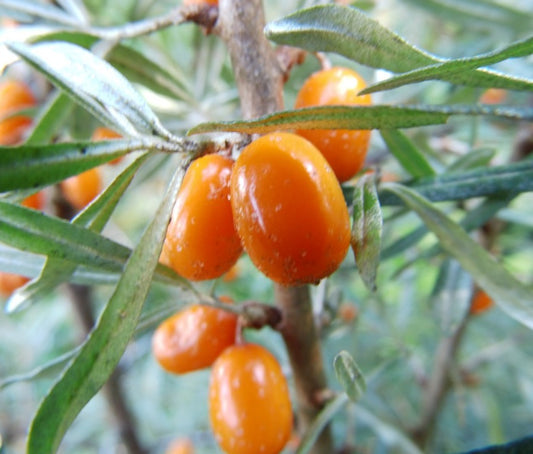 Homoktövis, termős (Hippophae rhamnoides 'Askola')