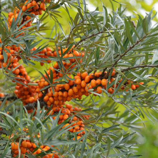 Homoktövis, termős (Hippophae rhamnoides 'Leikora')