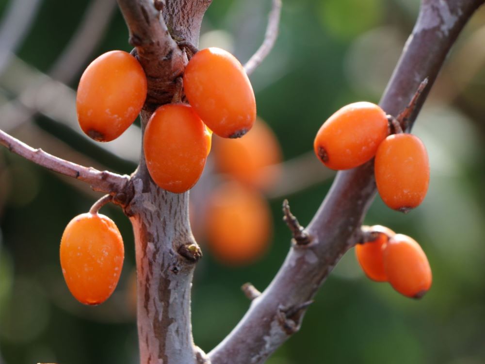 Homoktövis, termős (Hippophae rhamnoides 'Leikora')