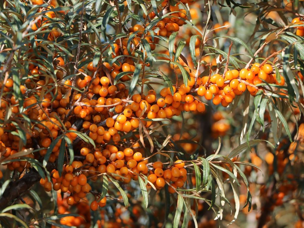 Homoktövis, termős (Hippophae rhamnoides 'Leikora')