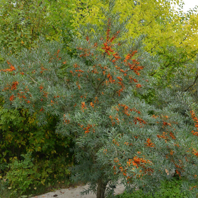 Homoktövis, termős (Hippophae rhamnoides 'Leikora')