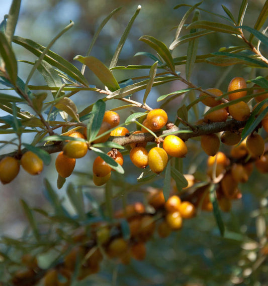 Homoktövis, porzós (Hippophae rhamnoides 'Pollmix')