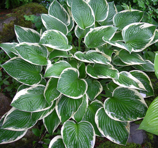 Árnyékliliom (Hosta 'Francee')