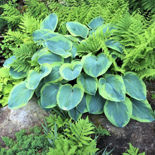 Árnyékliliom (Hosta 'Frances Williams')