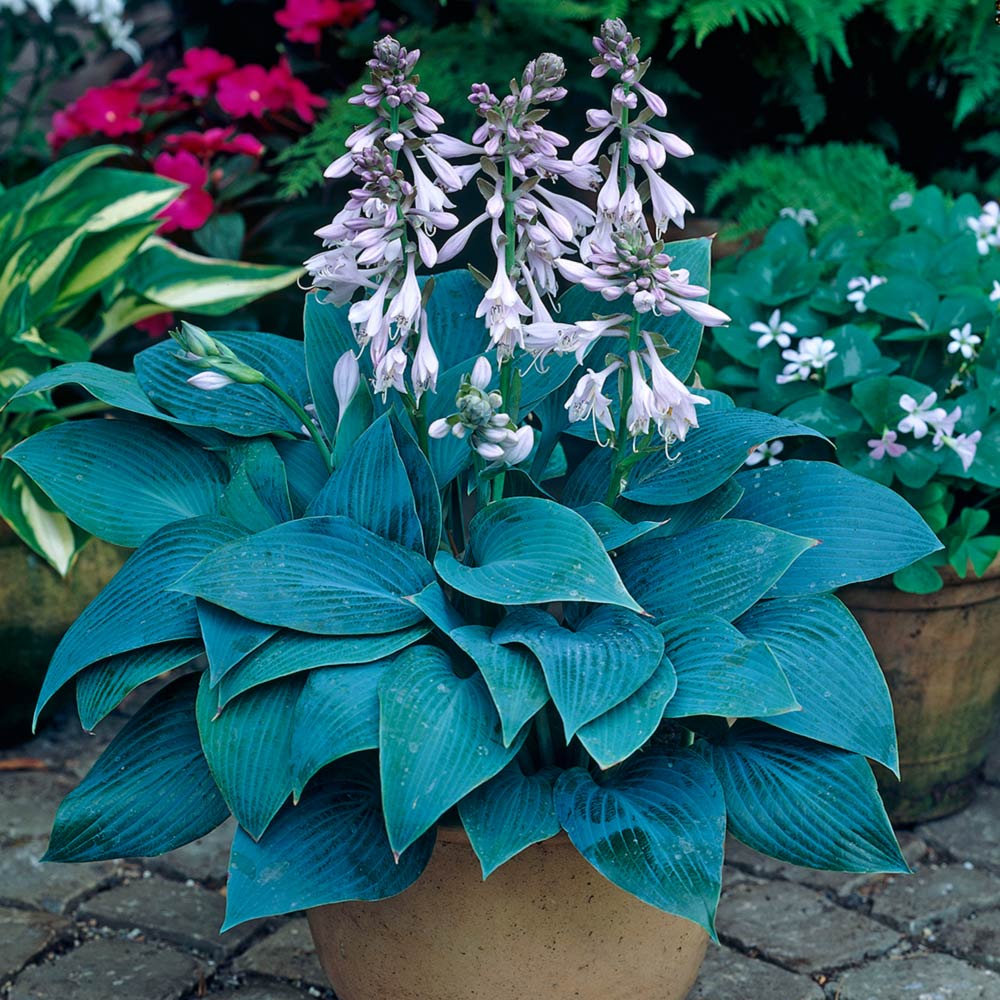 Árnyékliliom (Hosta 'Halcyon')