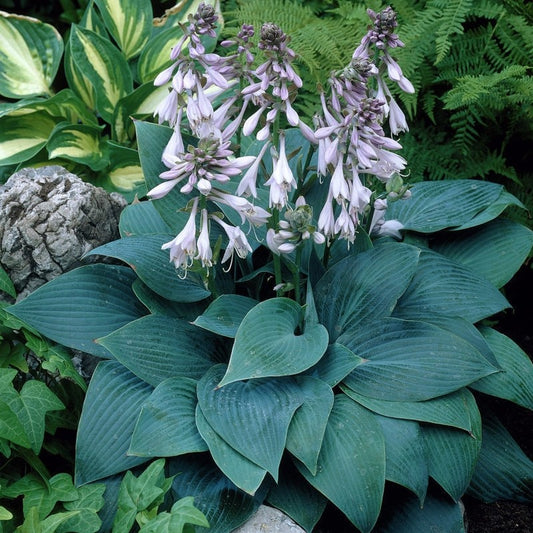 Árnyékliliom (Hosta 'Halcyon')