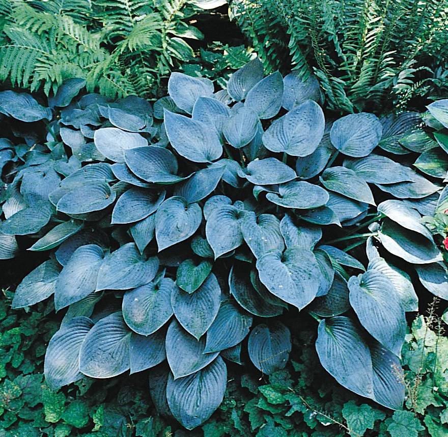 Árnyékliliom (Hosta 'Halcyon')