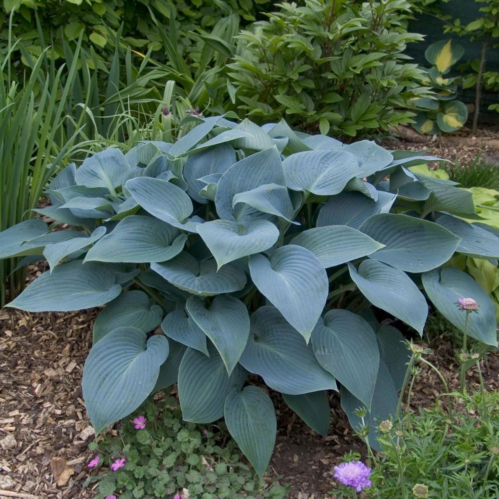 Árnyékliliom (Hosta 'Halcyon')