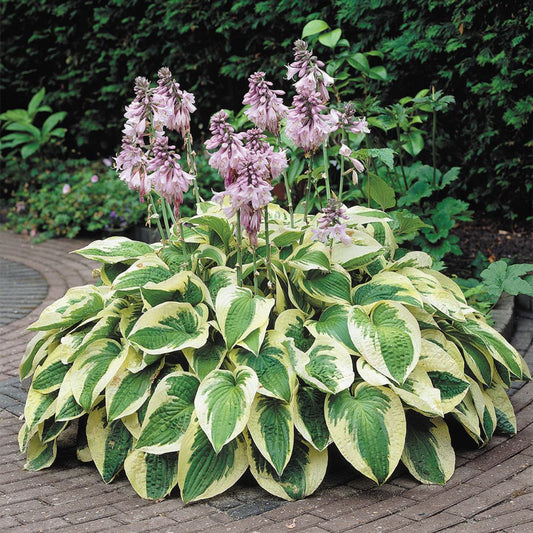 Árnyékliliom (Hosta 'Wide Brim')