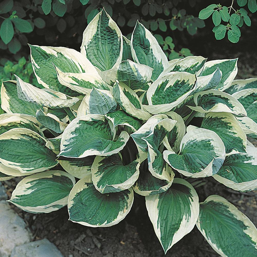 Árnyékliliom (Hosta 'Wide Brim')